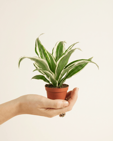 Bébé Dracaena Arbre dragon White Jewel