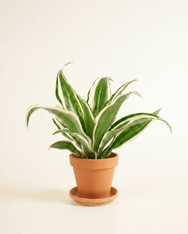 Bébé Dracaena Arbre dragon White Jewel