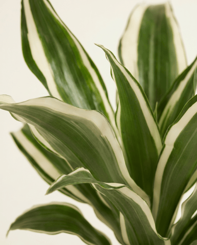 Bébé Dracaena Arbre dragon White Jewel