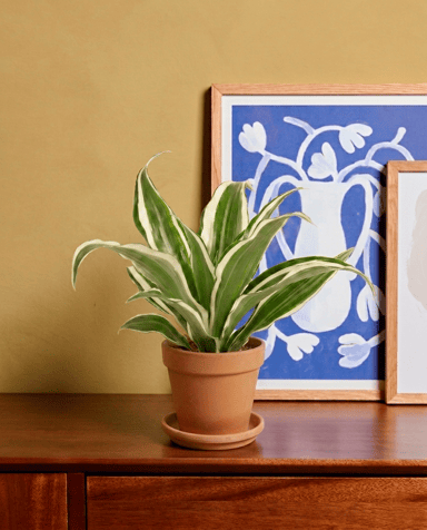 Bébé Dracaena Arbre dragon White Jewel