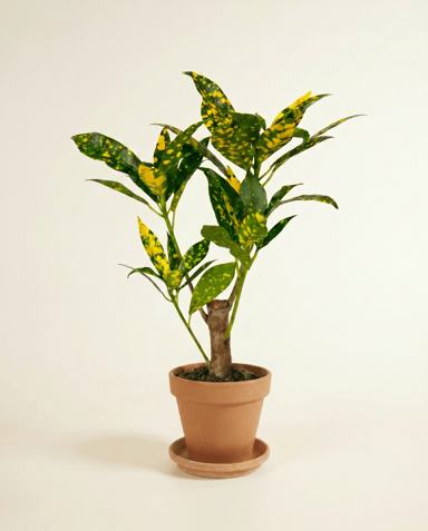 Baby Codiaeum Croton Variegatum Aucubaefolia