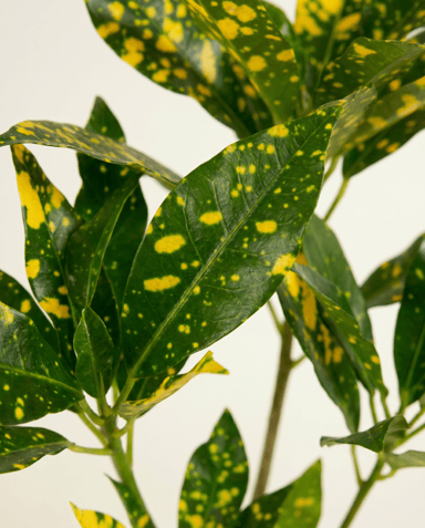 Baby Codiaeum Croton Variegatum Aucubaefolia