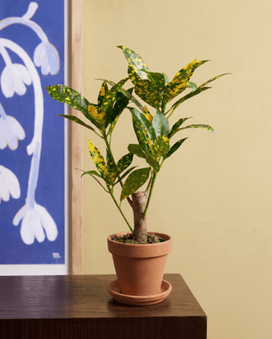 Baby Codiaeum Croton Variegatum Aucubaefolia