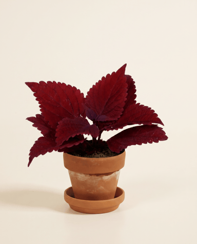 Baby Coleus Buntnessel MS Second Street