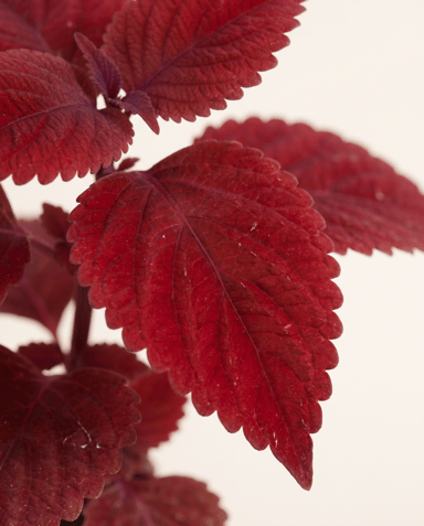 Baby Coleus Buntnessel MS Second Street