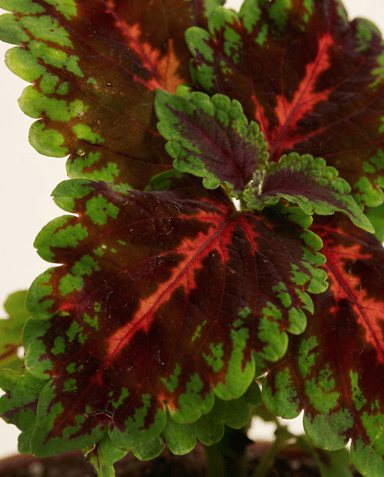 Bébé Coleus Coléus Magnificent Mile