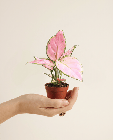 Bébé Aglaonema Chinese Evergreen Red Zirkon