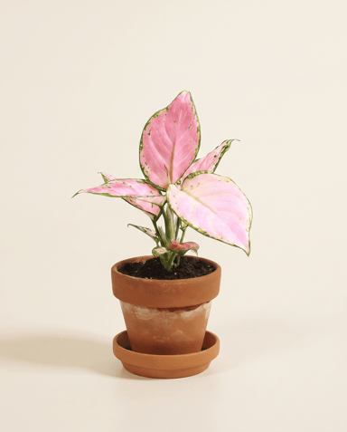 Bébé Aglaonema Chinese Evergreen Red Zirkon