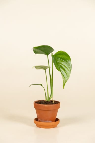 Bebé Monstera Swiss Cheese plant Sierrana