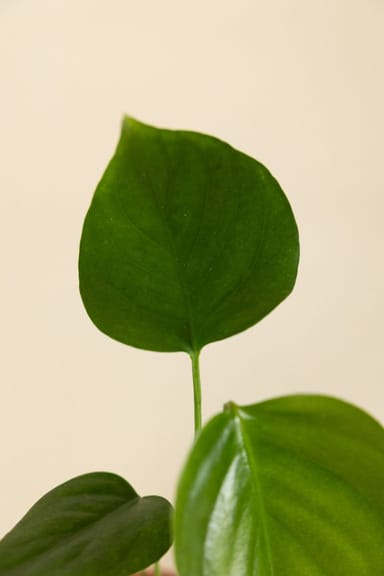 Bebé Monstera Swiss Cheese plant Sierrana