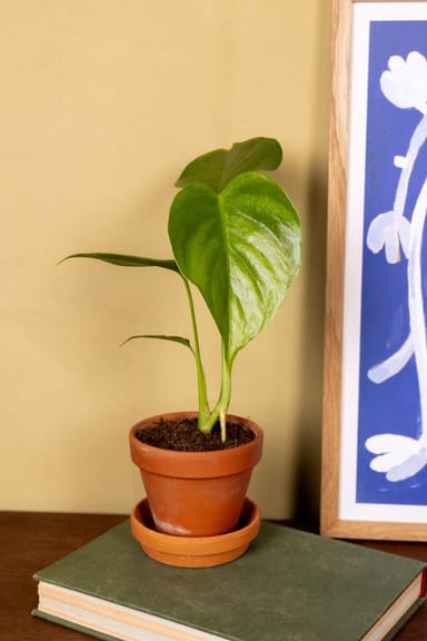 Bebé Monstera Swiss Cheese plant Sierrana
