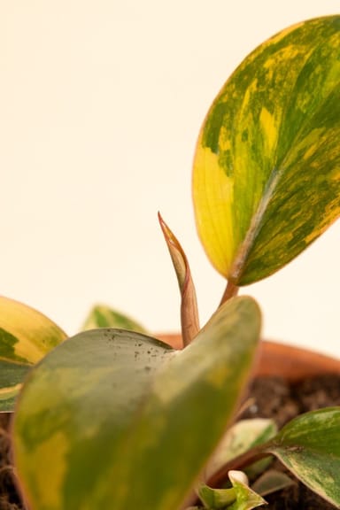 Bebé Philodendron Love tree Red Congo Variegata