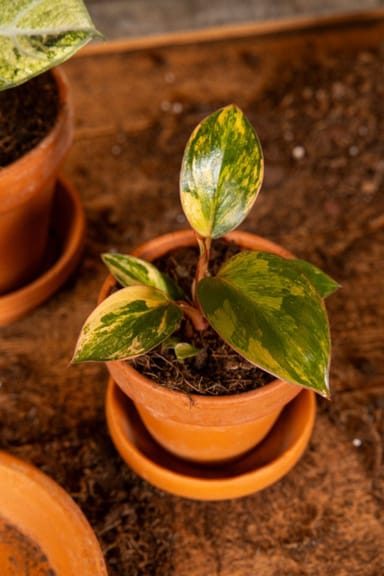 Bebé Philodendron Love tree Red Congo Variegata