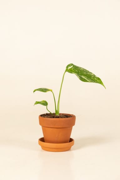 Bebé Monstera Swiss Cheese plant Deliciosa Electrolyte