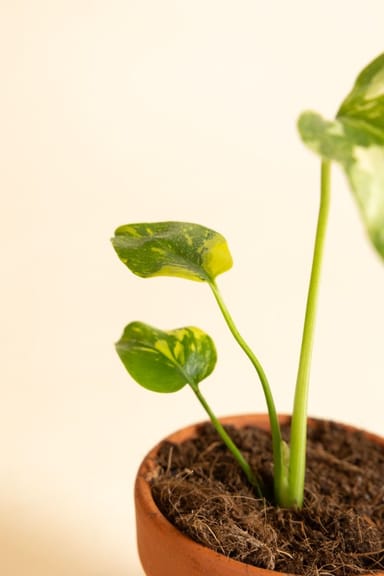Bebé Monstera Swiss Cheese plant Deliciosa Electrolyte