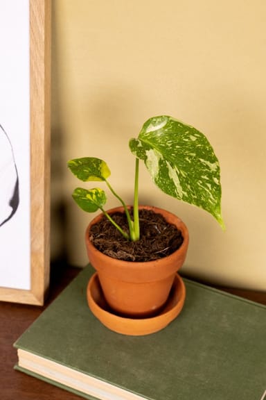 Bebé Monstera Swiss Cheese plant Deliciosa Electrolyte