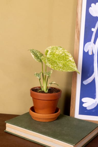 Baby Monstera Gatenplant Deliciosa Green Snow