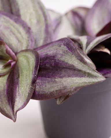 Bébé Tradescantia Misère Zebra