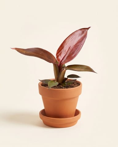 Baby Philodendron Baumfreund Red Sun