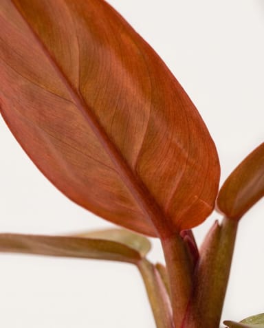 Baby Philodendron Baumfreund Red Sun