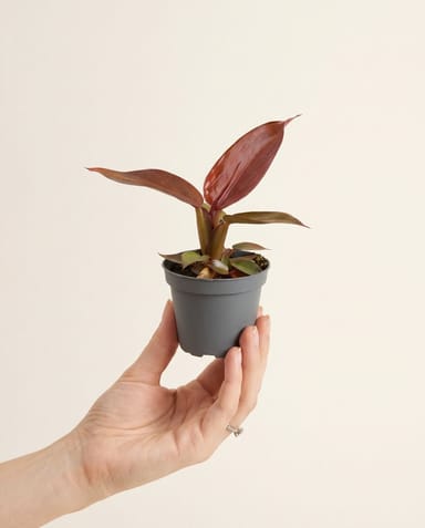 Baby Philodendron Baumfreund Red Sun