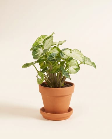 Baby Syngonium Purpurtute Pixie