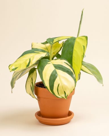 Baby Ctenanthe Kamm-Marante Golden Mosaic