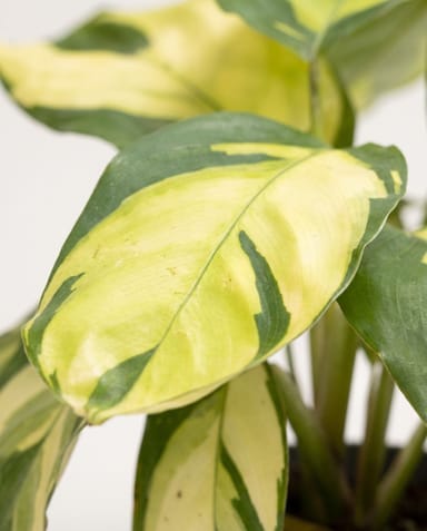 Baby Ctenanthe Kamm-Marante Golden Mosaic
