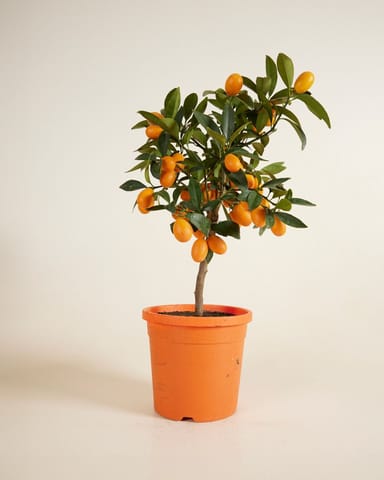 Citrus Kumquat Tree Kumquat