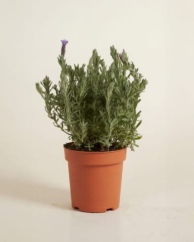 Lavandula Lavender Stoechas Anouk