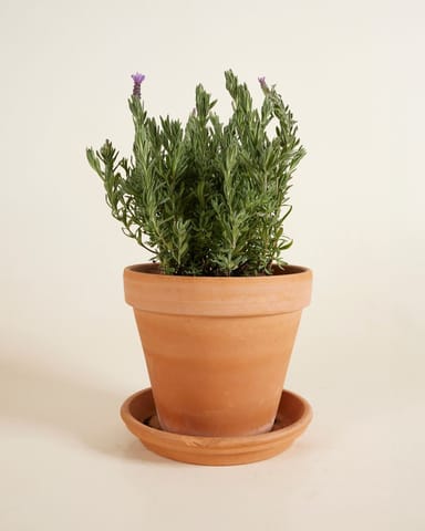 Lavandula Lavender Stoechas Anouk