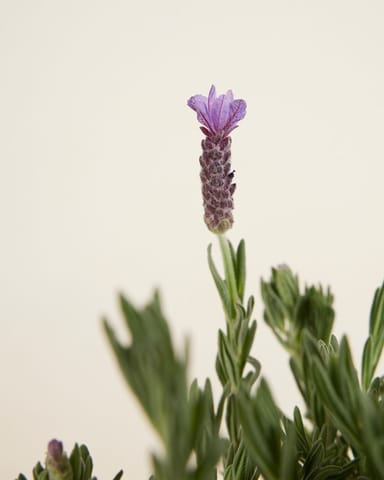 Lavandula Lavender Stoechas Anouk