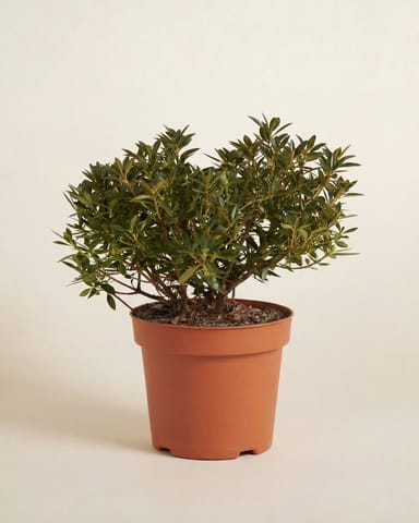 Rhododendron Buxus Bloombux Pink'