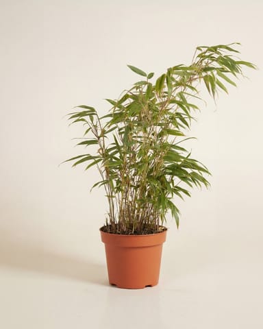 Fargesia Rufa