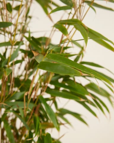Fargesia Rufa