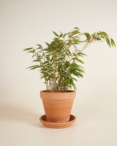 Fargesia Rufa
