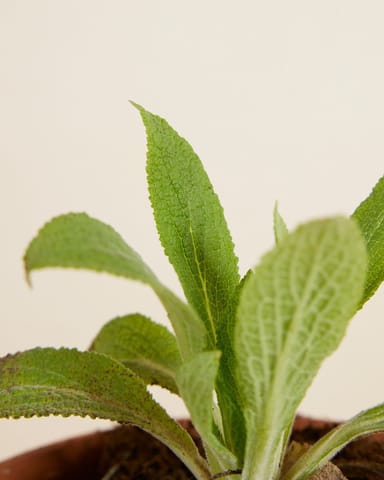 Digitalis Digitale Blanche Dalmatienne Purpurea Dalmatian White