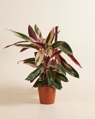 Calathea Prayer plant Triostar