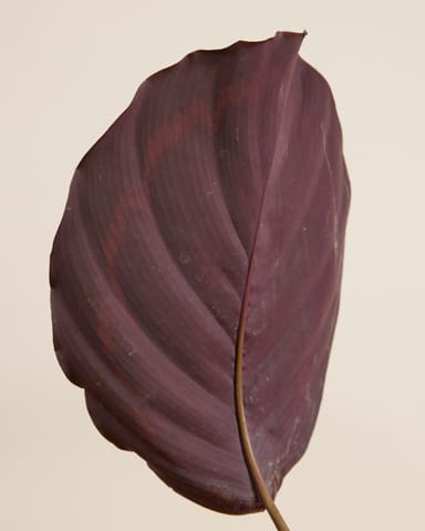 Calathea Prayer plant Medallion