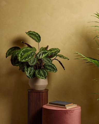 Calathea Prayer plant Medallion