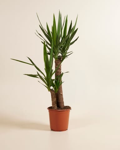 Elephantipes Palmlilie Yucca