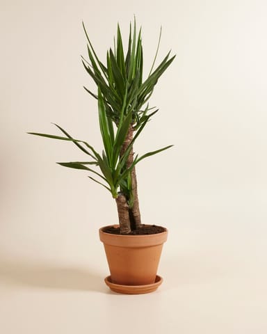 Elephantipes Palmlilie Yucca