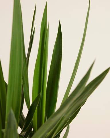 Elephantipes Palmlilie Yucca