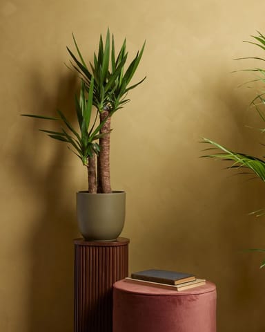Elephantipes Palmlilie Yucca