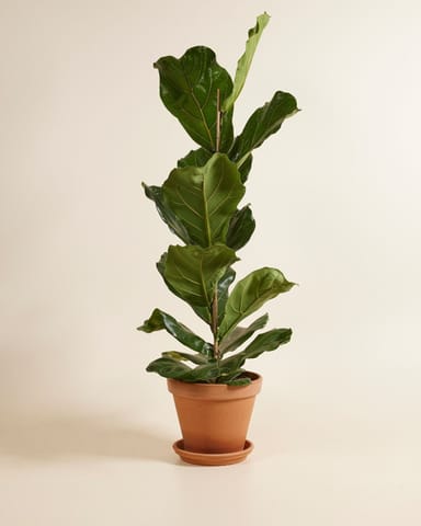 Ficus Fico Lyrata