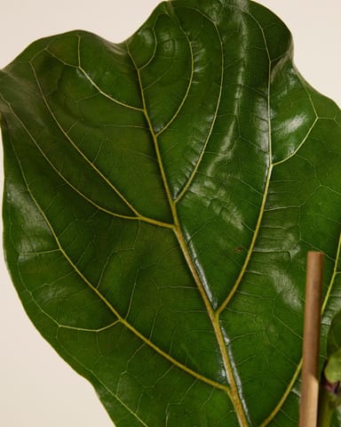 Ficus Fico Lyrata