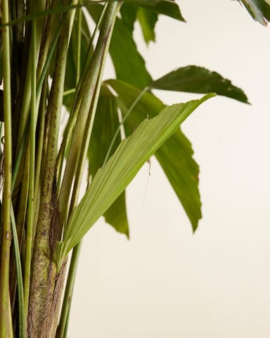 Caryota Fishtail palm Mitis