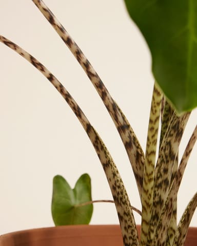 Alocasia Tijgerplant Zebrina