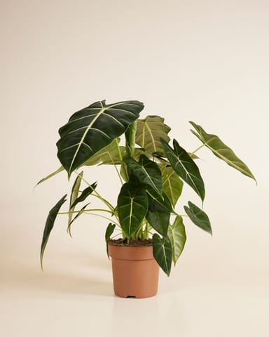 Alocasia Oreille d'éléphant Frydek