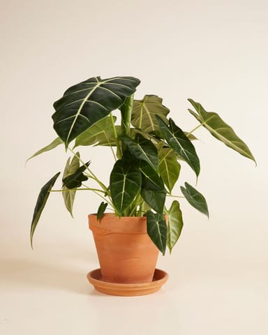 Alocasia Oreille d'éléphant Frydek